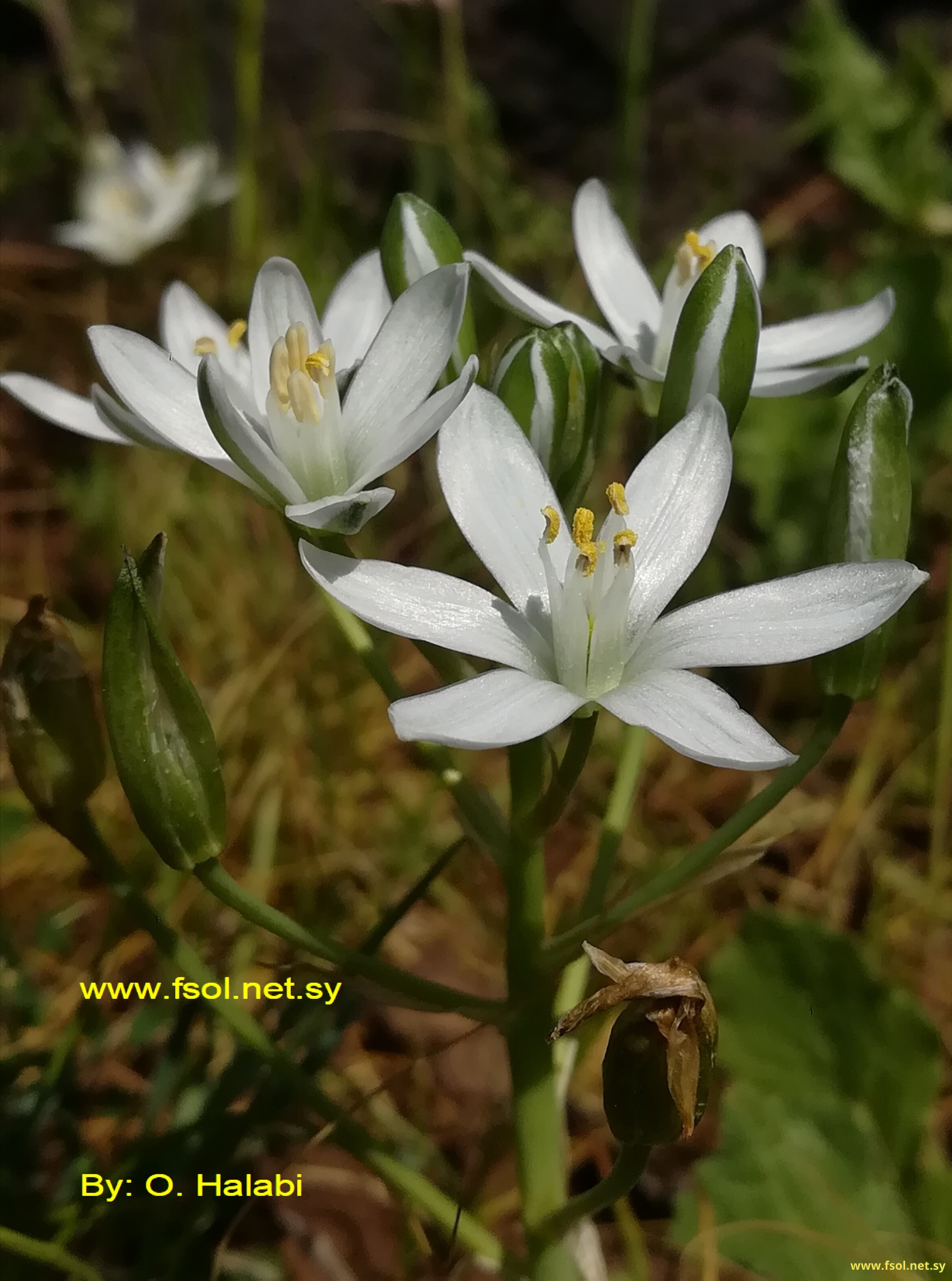 Ornithogalum neurostegium Boiss. et Bl.